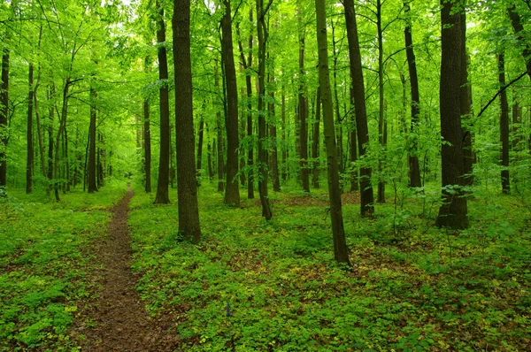 Groen bos — Stockfoto