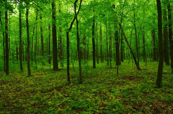 Bella foresta verde — Foto Stock