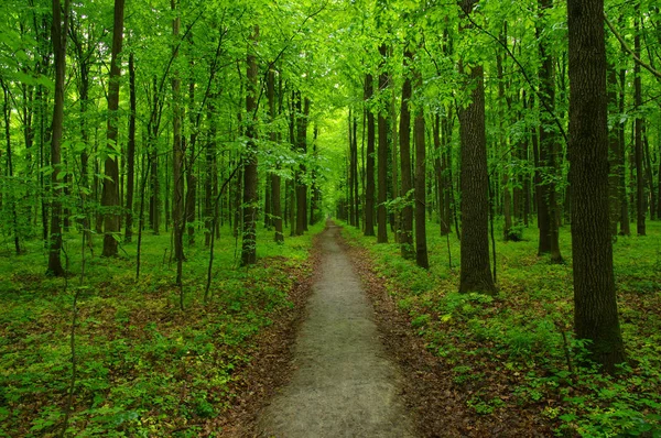 Foresta verde — Foto Stock