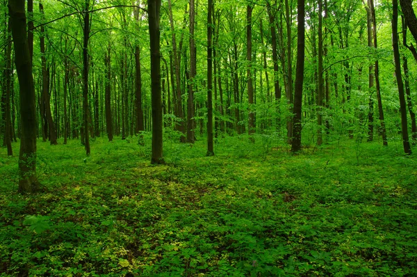 Hermoso bosque verde — Foto de Stock