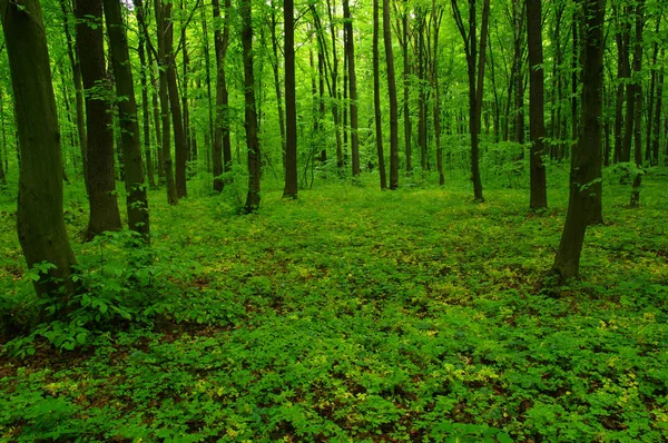 Hermoso bosque verde —  Fotos de Stock