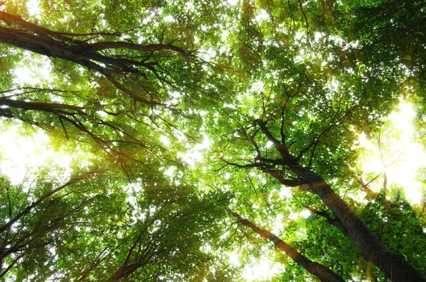 Wald mit Sonnenlicht — Stockfoto