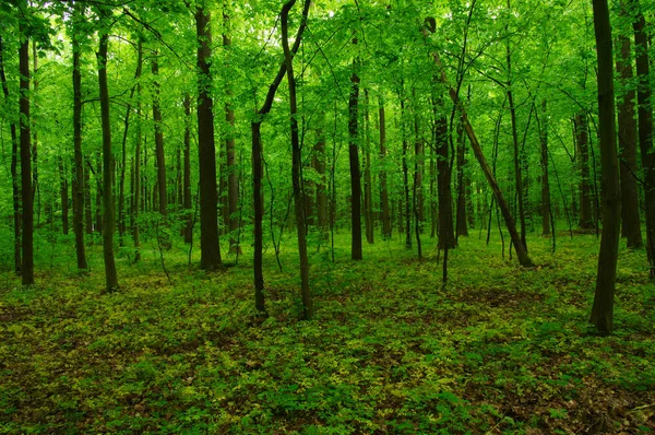Beautiful green forest Stock Image
