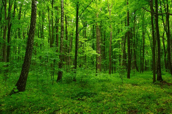 Beautiful green forest Royalty Free Stock Images