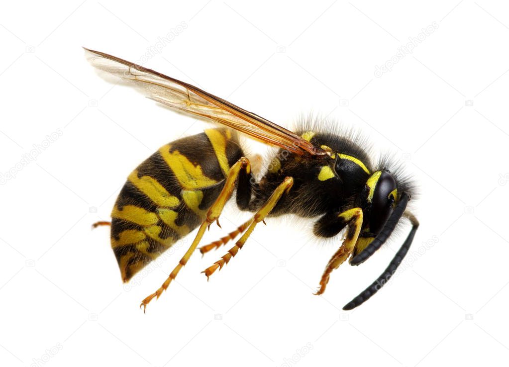 wasp 