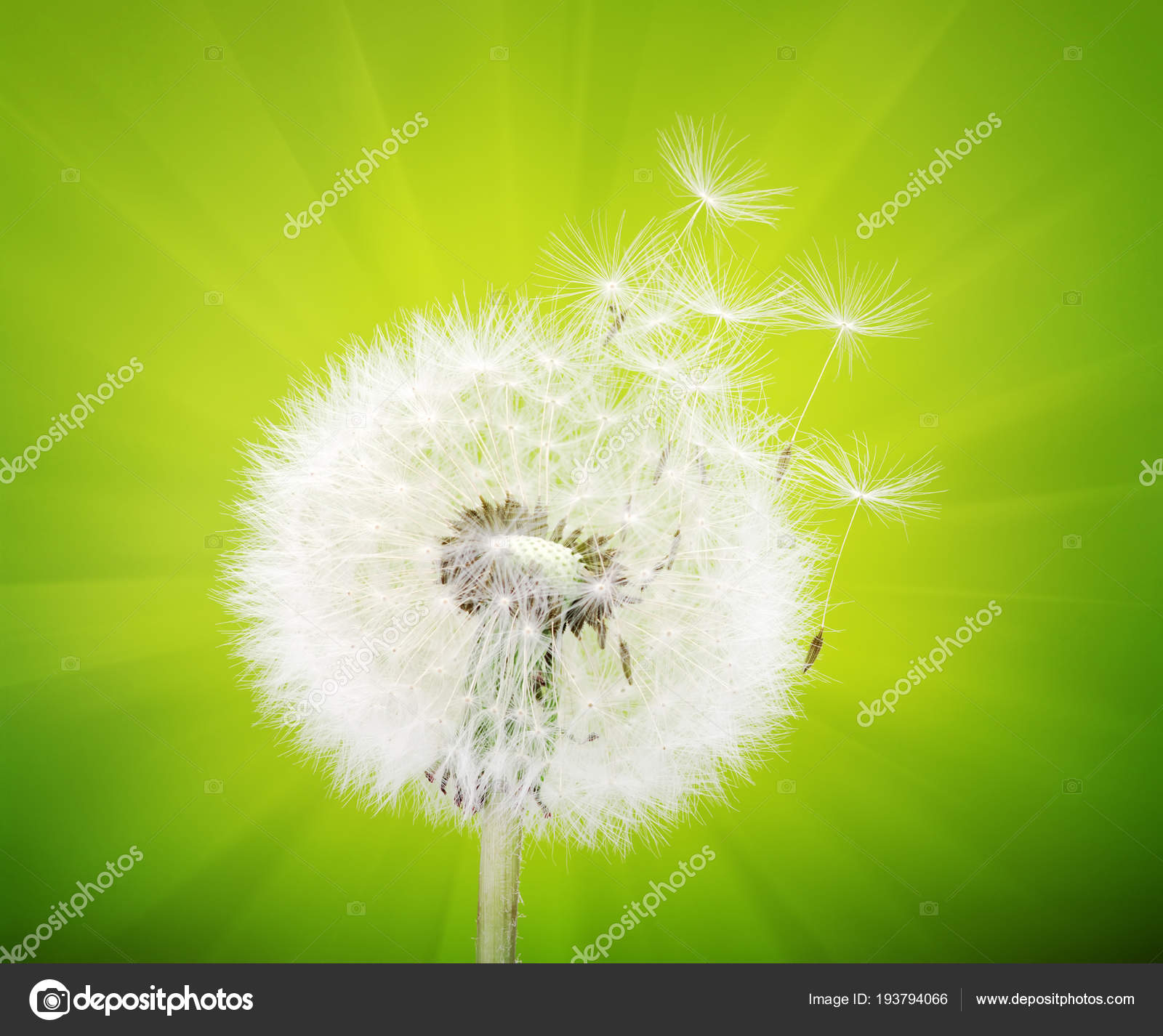 Fleur De Pissenlit De Printemps Image Libre De Droit Par Ale Ks C Fleur De Pissenlit De Printemps Image Libre De Droit Par Ale Ks C