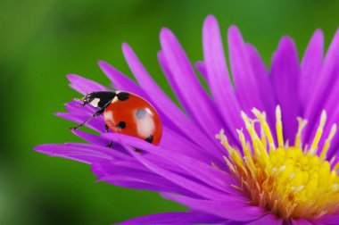 uğur böceği ve çiçek 