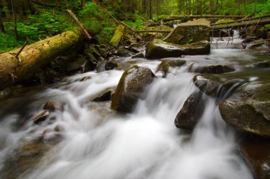 Yeşil ormandaki nehir dağ