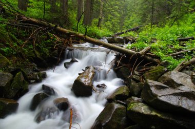ormandaki nehir dağ.