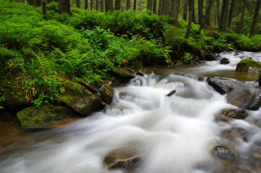 ormandaki nehir dağ.