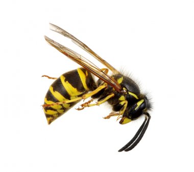 Eşek arısı beyaz üzerine izole