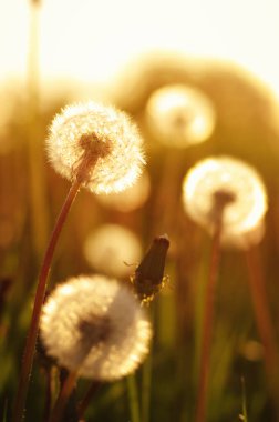 Güneşte karahindiba 