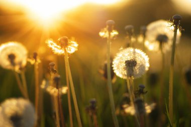 Güneşte karahindiba 