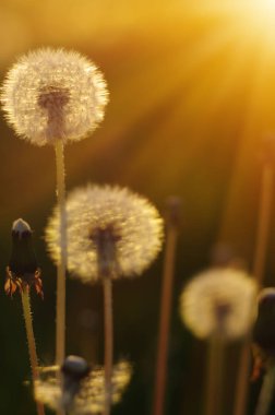 Güneşte karahindiba 