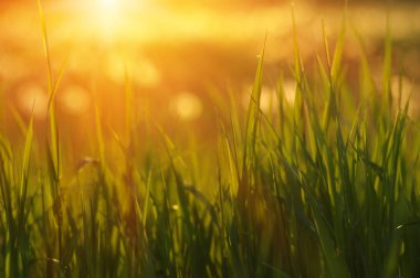 Yeşil Çimen Arkaplanı 