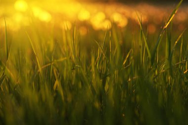 Yeşil Çimen Arkaplanı 