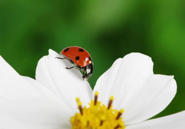 Coccinella e fiore — Foto Stock