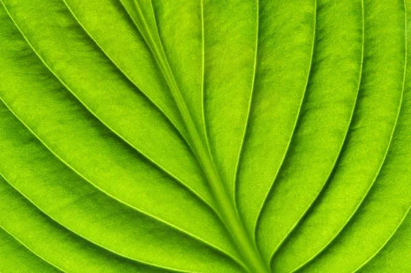 Grönt blad konsistens — Stockfoto