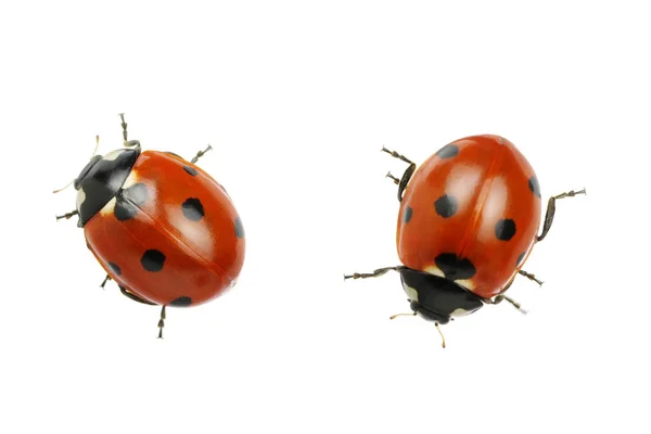 Ladybug izolat pe alb — Fotografie, imagine de stoc