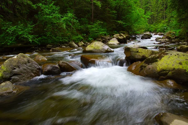 Mountain river in the green forest — Stock Photo, Image