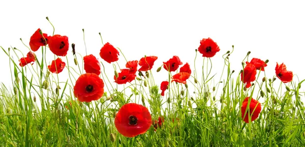 Amapolas rojas sobre blanco — Foto de Stock