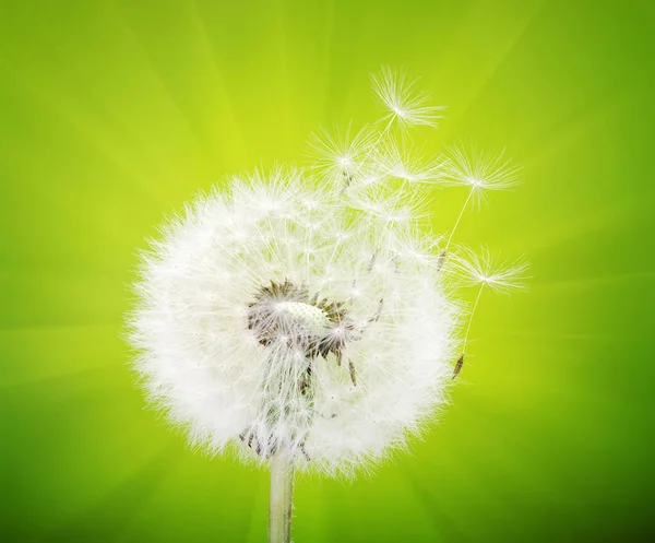 Frühlingslöwenzahnblüte — Stockfoto