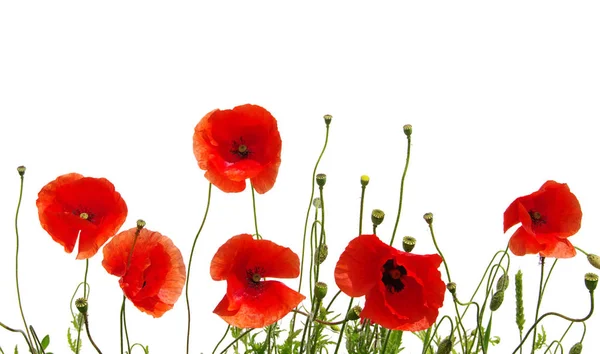 Red poppies on white — Stock Photo, Image