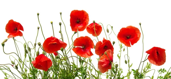 Amapolas rojas sobre blanco — Foto de Stock