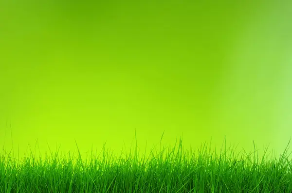 Зеленый боке — стоковое фото