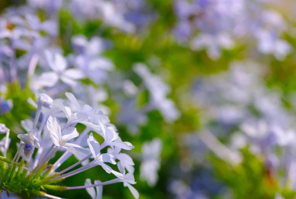 Flor en un verde — Foto de Stock