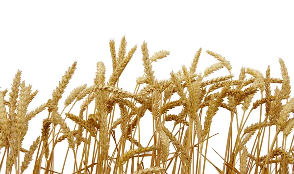 Weizen isoliert auf einem weißen — Stockfoto