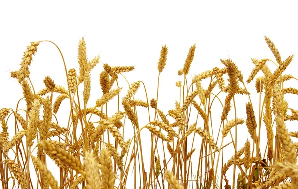 Trigo aislado sobre un blanco — Foto de Stock