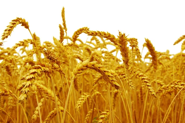 Beyaz izole buğday — Stok fotoğraf