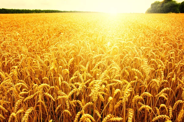 Field of wheat