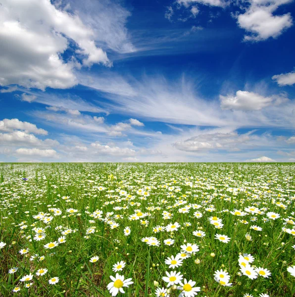 White daisies on blue sky — Stock Photo, Image