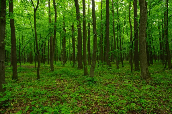 Grüner Wald — Stockfoto