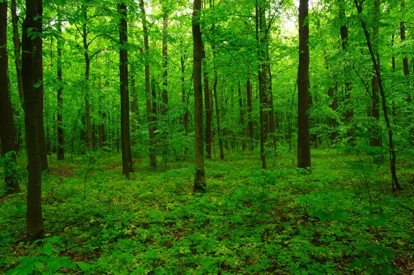 Bella foresta verde — Foto Stock