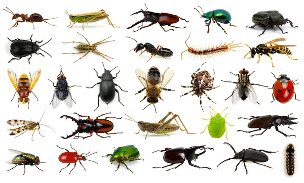 Conjunto de insetos — Fotografia de Stock