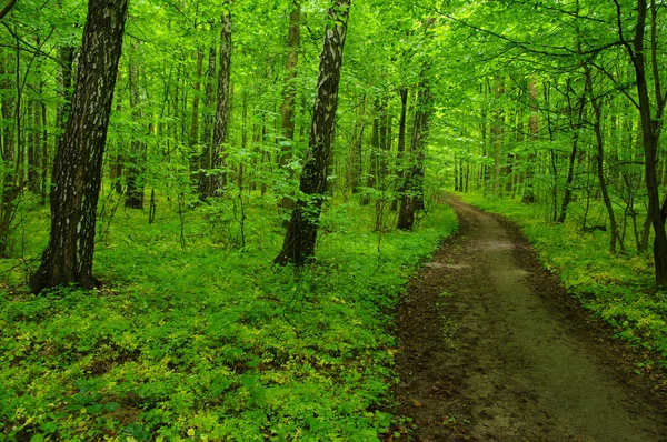 Forêt verte — Photo