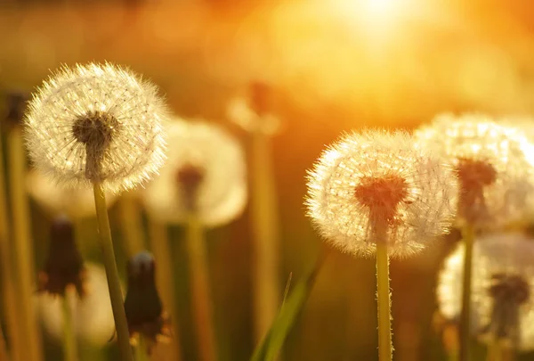 Löwenzahn in der Sonne — Stockfoto