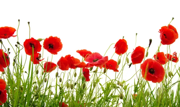 Red poppies on white Stock Image