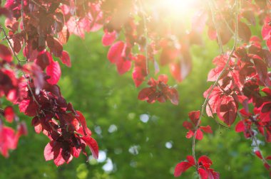  yaprakları ve bahar güneş