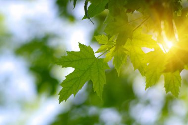 Yeşil yapraklar ve güneş 