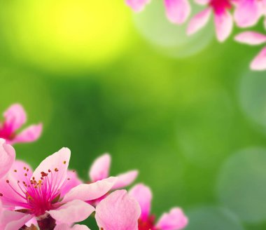 Bahar çiçeği yumuşak ile arka plan bulanıklık