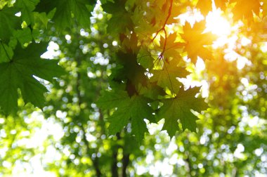 Yeşil yapraklar ve güneş
