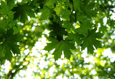 Yeşil yeşil yaprakları 