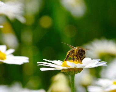 Çiçekteki arı 