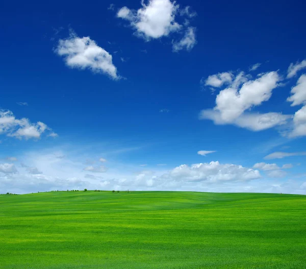 sol y campo de pasto verde fresco bajo cielo azul — Foto de stock