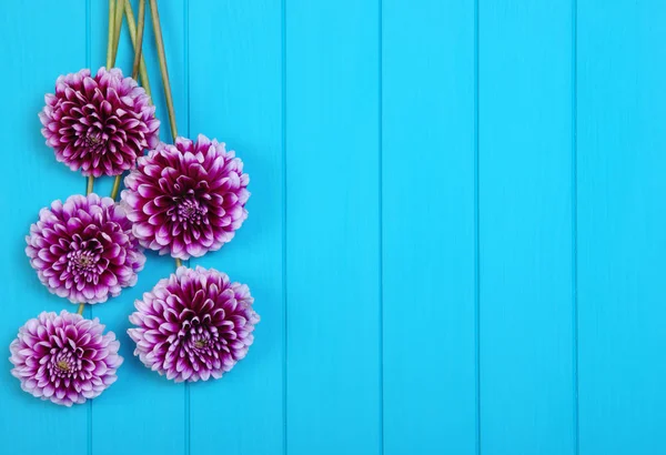 Flores sobre tablones de madera pintados de azul . —  Fotos de Stock