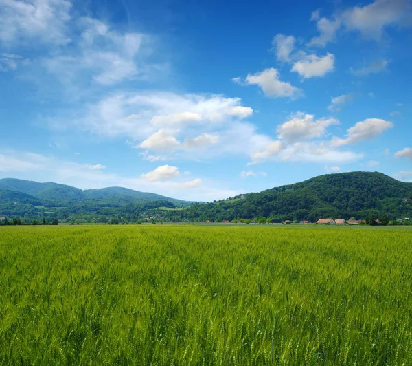 Montanha paisagem verão — Fotografia de Stock